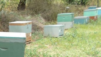 Σύλληψη για κλοπή μελισσιών στην Ίο